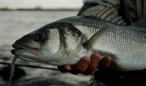 Dicentrarchus labrax Dicentrarchus labrax