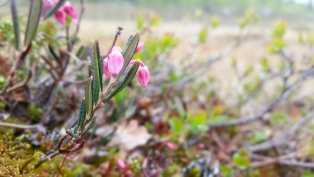 Wild flowers Wild flowers