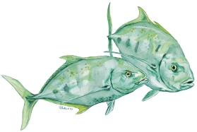 Yellow-spotted Trevally Yellow-spotted Trevally