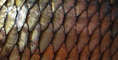 Scales of bronze Scales of bronze