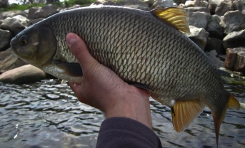 Smaller one Smaller one