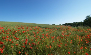 Monet was here Monet was here