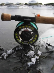 Winter fly Winter fly