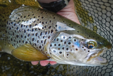 River trout River trout