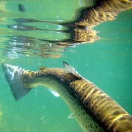 Trick of the tail Trick of the tail