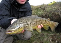 64 cm brown trout on size 18 dry fly. 64 cm brown trout on size 18 dry fly.