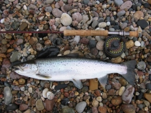 One for the pan One for the pan