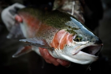 Chunky 'bow Chunky 'bow