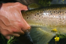 Simon's brown Simon's brown