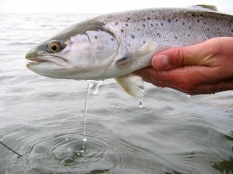 Ready to release Ready to release