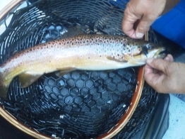 Brown trout Brown trout