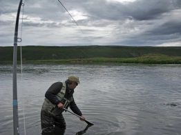 Steini landing the second salmon of the morning Steini landing the second salmon of the morning