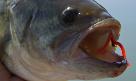 The squirmy nymph at work The squirmy nymph at work