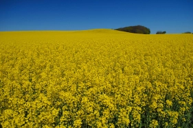 Rapseed Rapseed