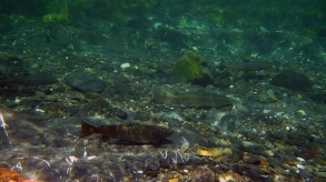 On the run On the run