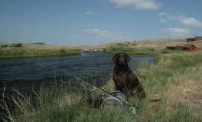 One of the dogs One of the dogs