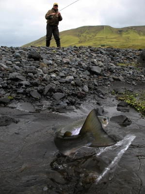 The last flip of the tail The last flip of the tail