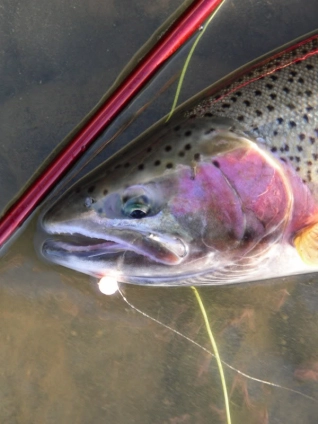 Rainbows and steelhead love salmon eggs Rainbows and steelhead love salmon eggs