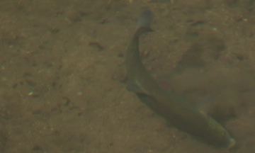 Bottom feeding Bottom feeding