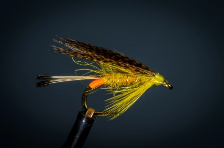 Golden Olive Golden Olive