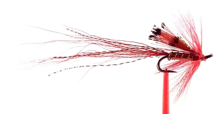 The Red and Copper Shrimp The Red and Copper Shrimp