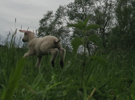 Severely struck - image Severely struck - image