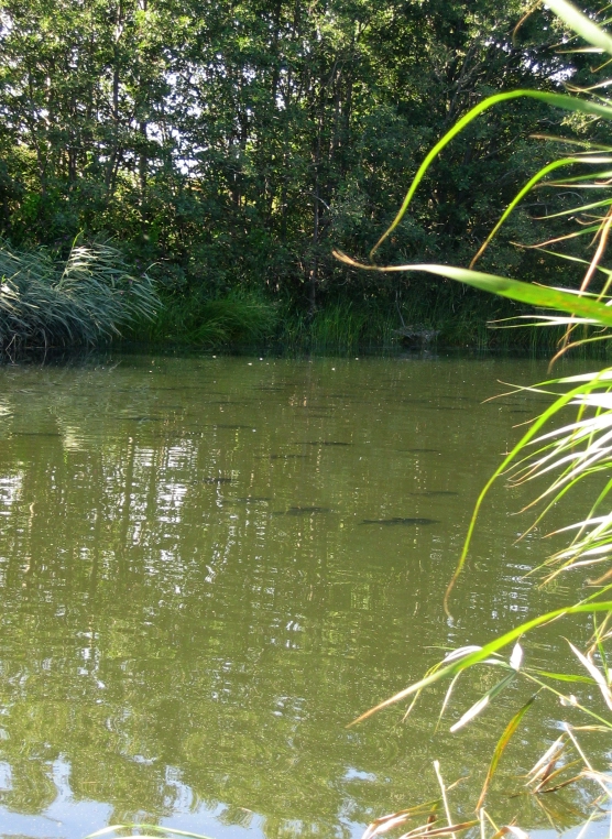 Bream - image Bream - image