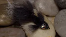 Video thumb for JC's Skunk Pygmy Sculpin