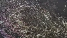 Video thumb for Baby tarpon on the fly