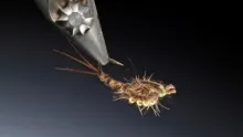 Video thumb for Keel mayfly nymph