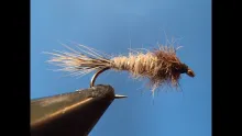 Video thumb for Red Fox Squirrel Nymph