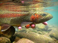User submitted picture: trout arc 