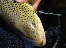 User submitted picture: TROUT