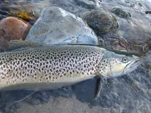 User submitted picture: Danish seatrout in autumn...