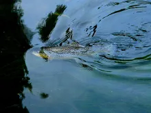 User submitted picture: An unusual brown trout II