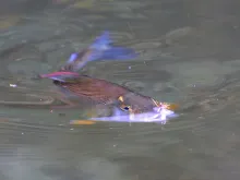 User submitted picture: Greyling - close to the s...