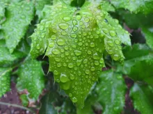 User submitted picture: Early morning rain drops ...