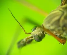 User submitted picture: Crane fly