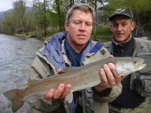 User submitted picture: Huchen (hucho hucho) caug...