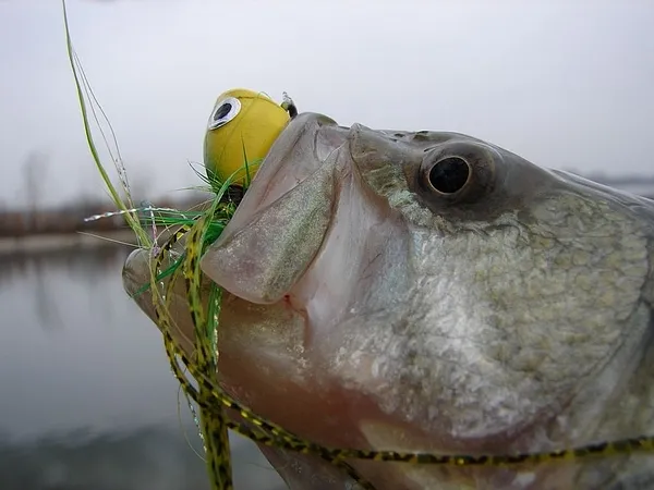 User submitted picture: Largemouth Bass