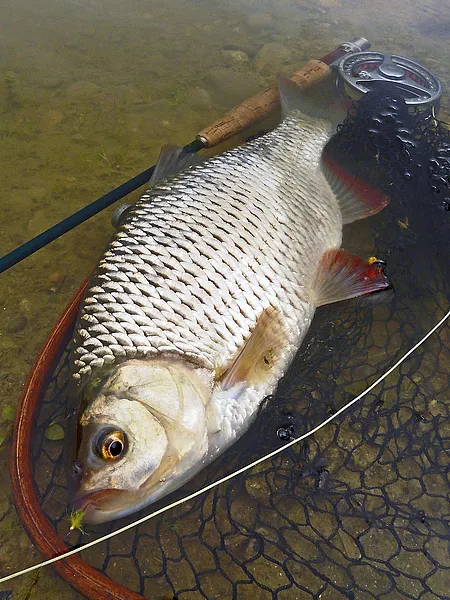 User submitted picture: Rudd!