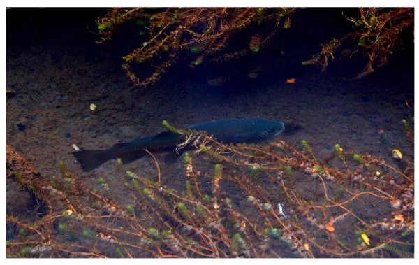 User submitted picture: searching for dry