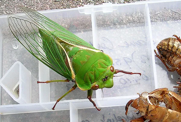 User submitted picture: This 7cm long Australian ...