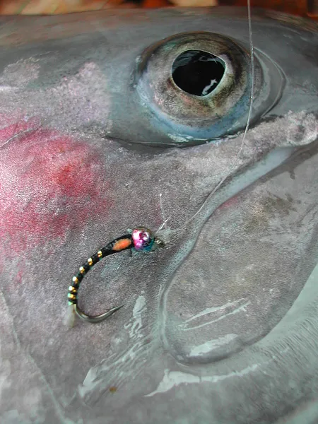 User submitted picture: Autumn rainbow trout 