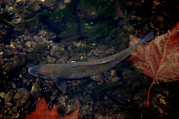 User submitted picture: "Autumn"